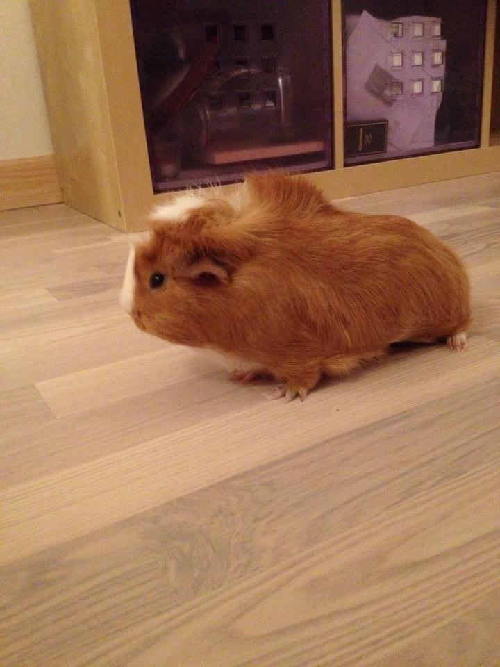 Marsvin Asterix - 4 mdr gammel billede 1