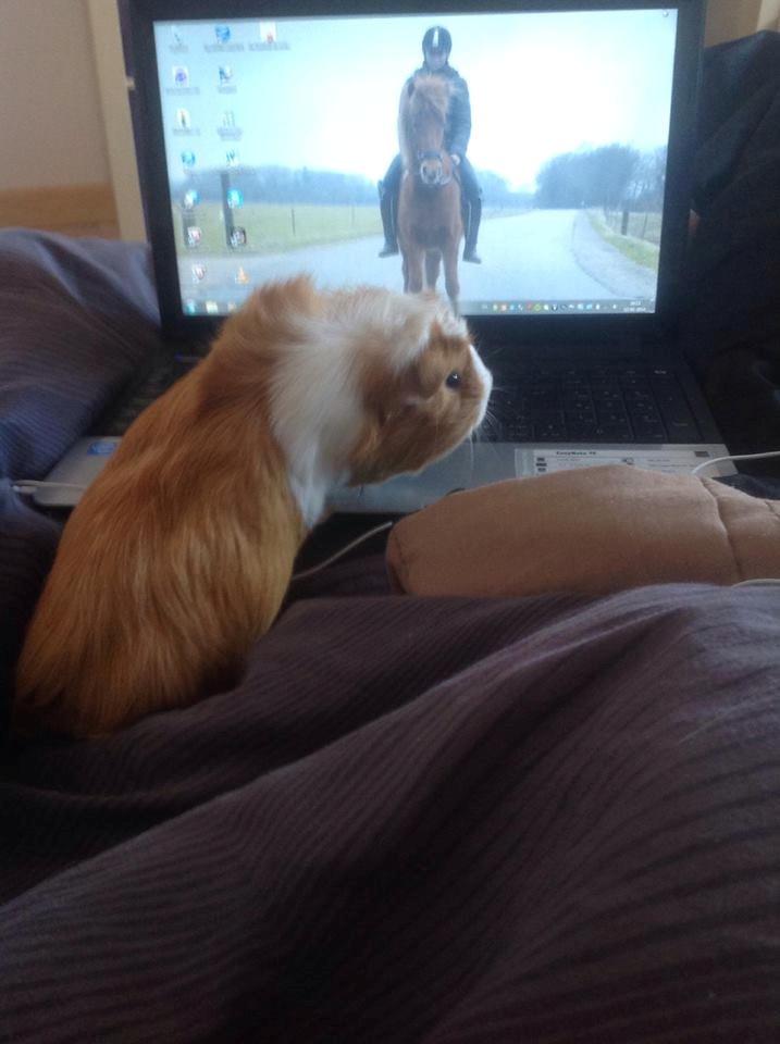 Marsvin Asterix - Computer nørd ;) billede 3