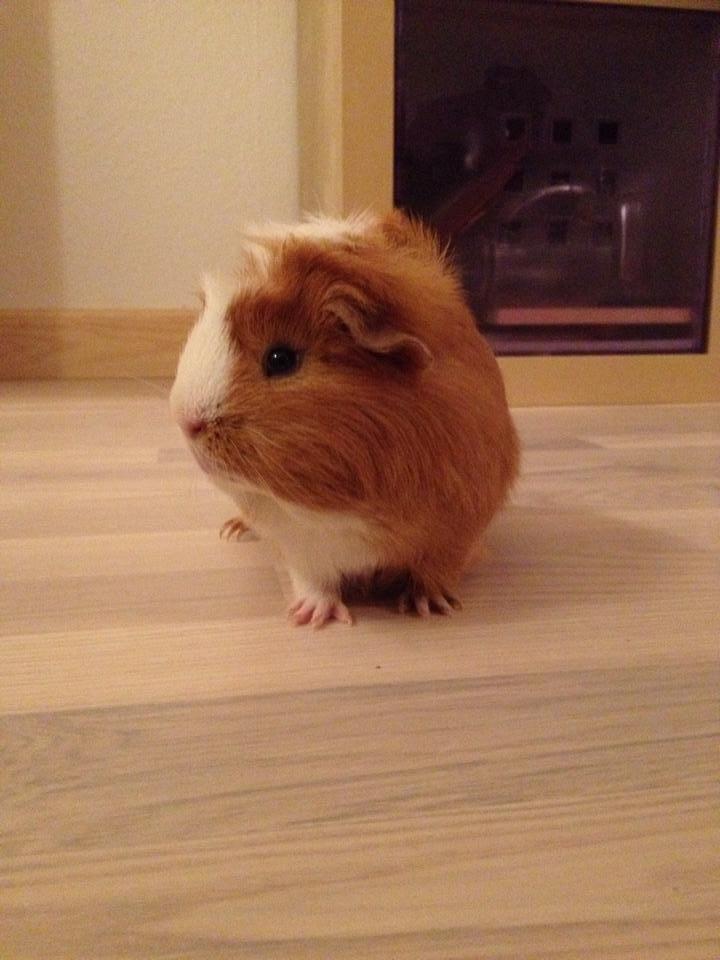 Marsvin Asterix - 4 mdr gammel  billede 2