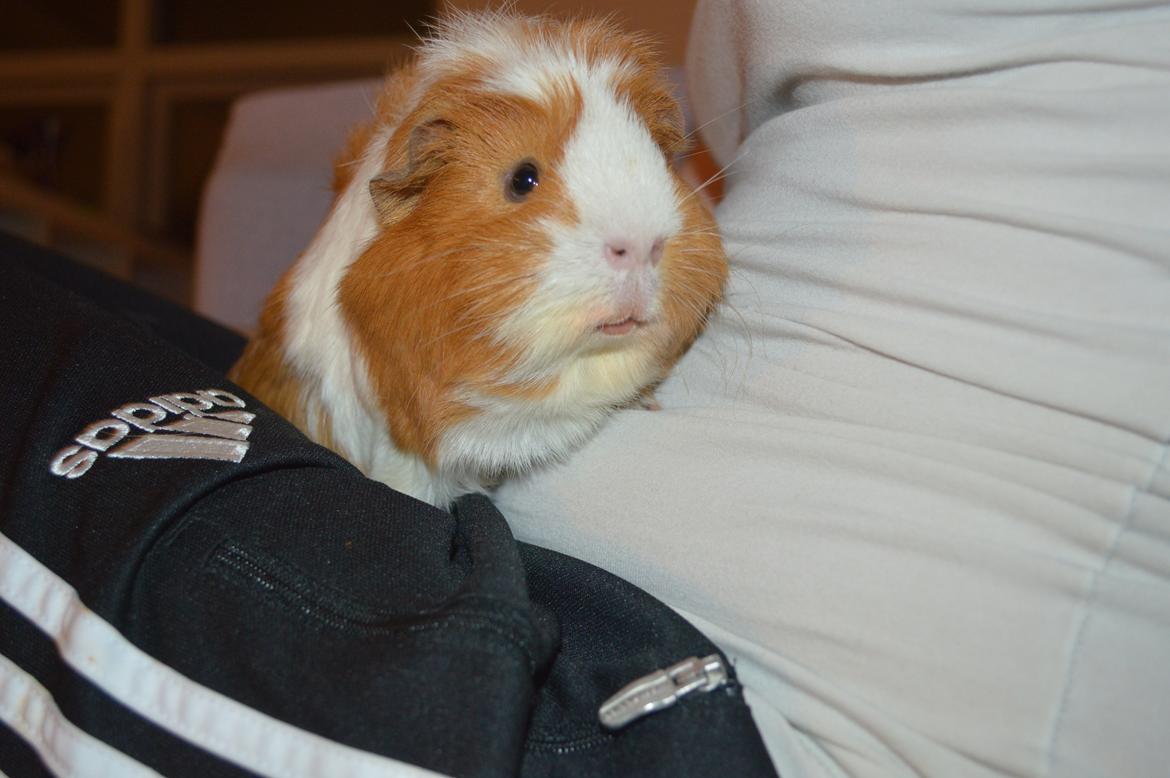 Marsvin Asterix billede 4