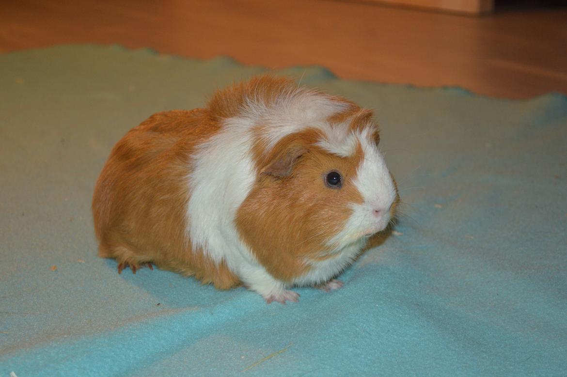 Marsvin Asterix billede 7