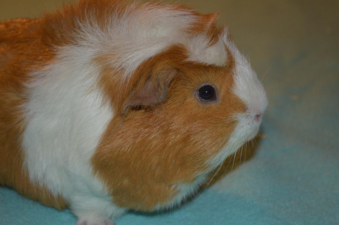 Marsvin Asterix billede 11