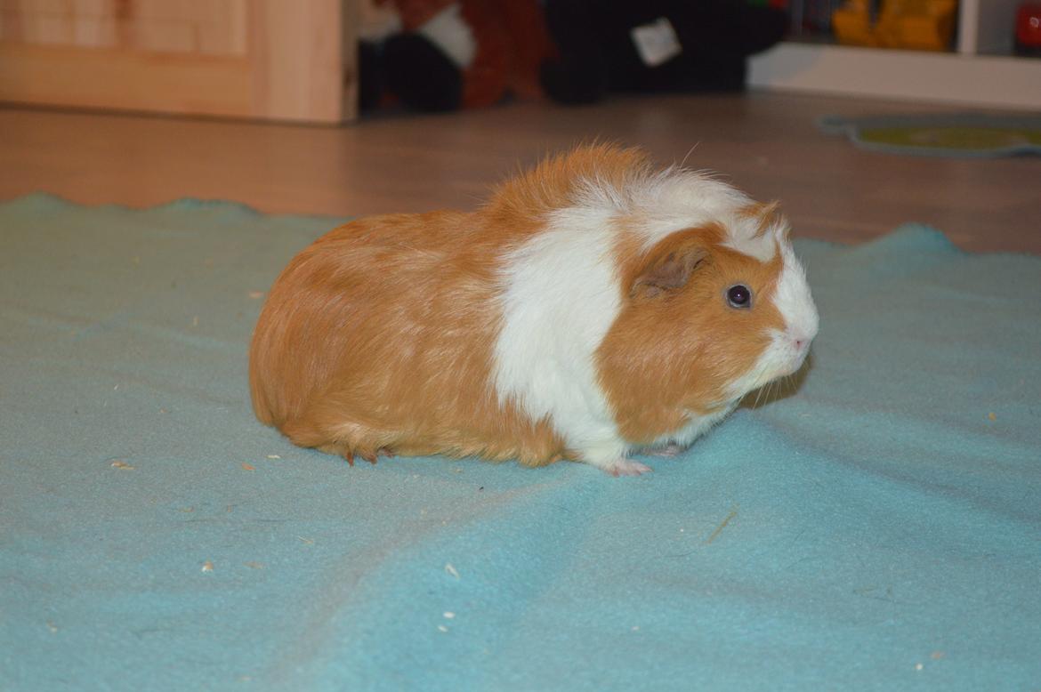 Marsvin Asterix billede 5