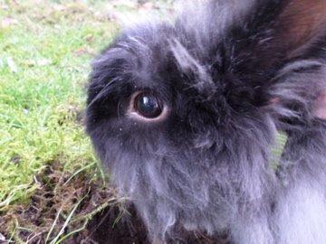 Kanin Fluffy billede 3