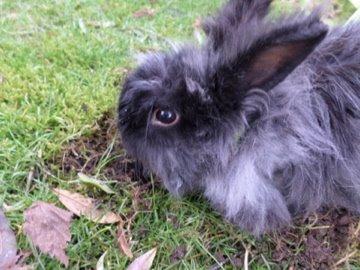 Kanin Fluffy billede 6