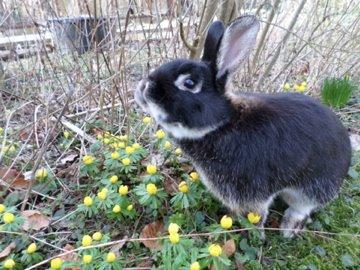 Kanin Viggo billede 3