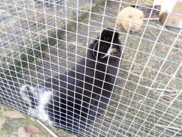 Kanin Viggo - Jeg ligger lige numsen op af mit bur! billede 4