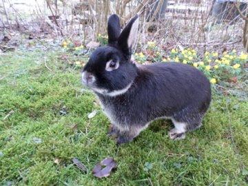 Kanin Viggo billede 2