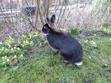 Kanin Viggo billede 6