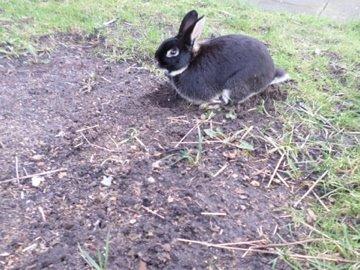 Kanin Viggo billede 5