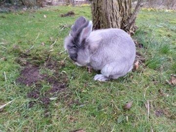 Kanin Pjuske billede 3