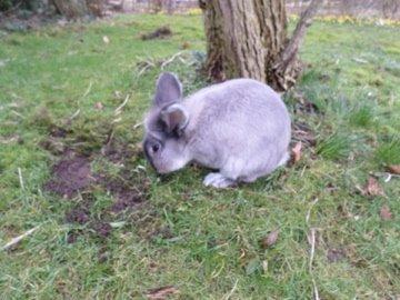 Kanin Pjuske billede 4