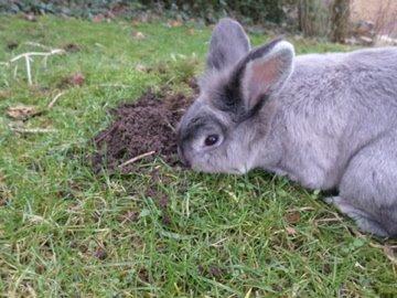 Kanin Pjuske billede 5