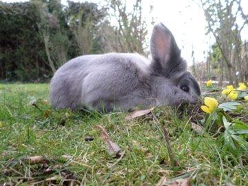 Kanin Pjuske billede 6