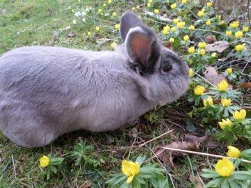 Kanin Pjuske billede 7