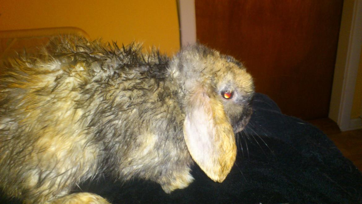 Kanin † Vaks † - Vaks der har været i bad efter at Cosmo og Vaks har strintet på hinanden !! :)  billede 11