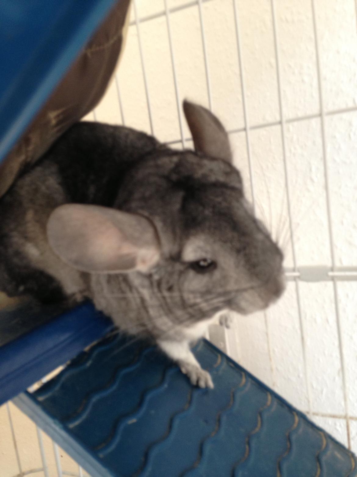 Chinchilla Otkjærs Sofus billede 12