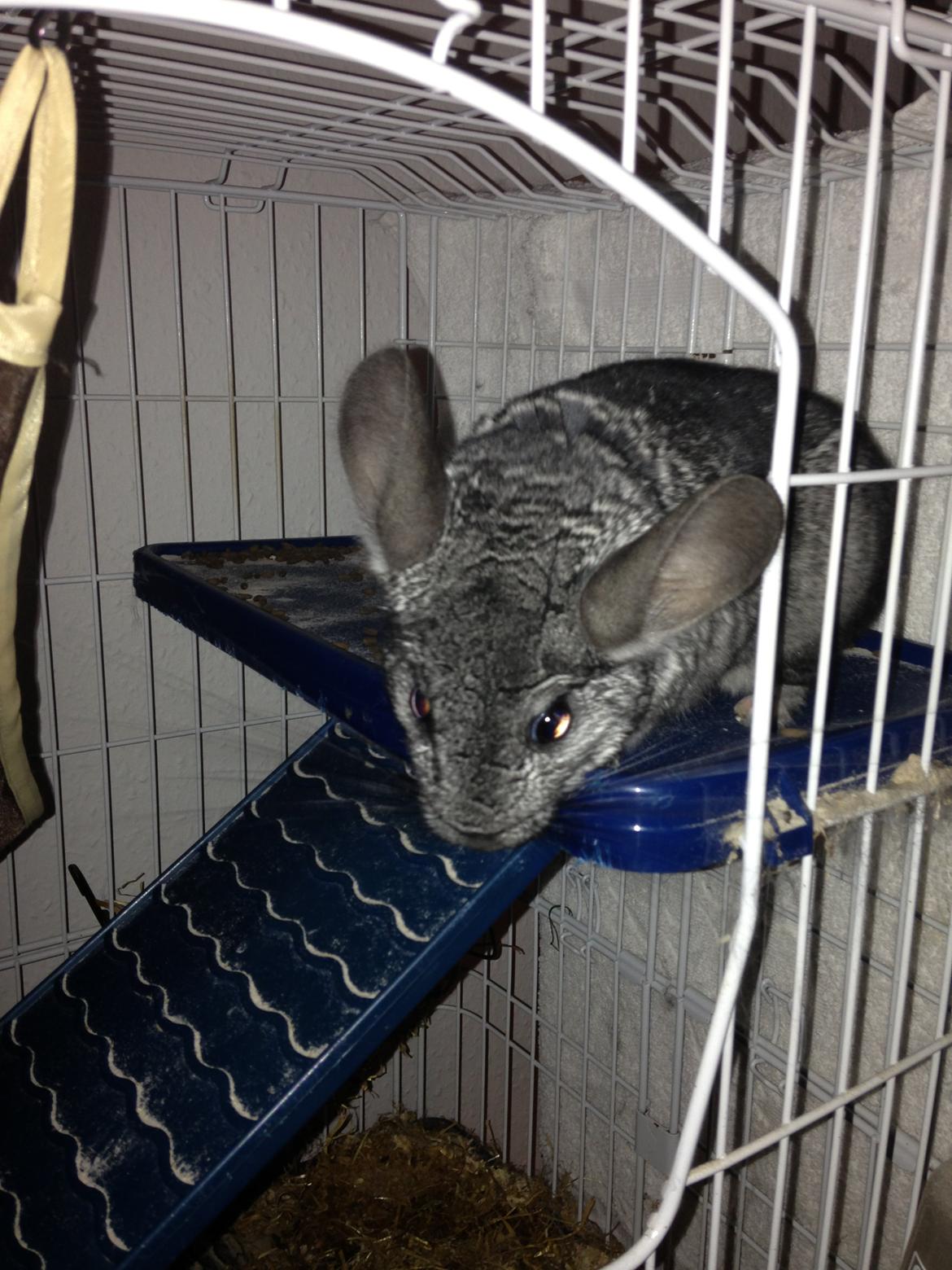 Chinchilla Otkjærs Sofus billede 13