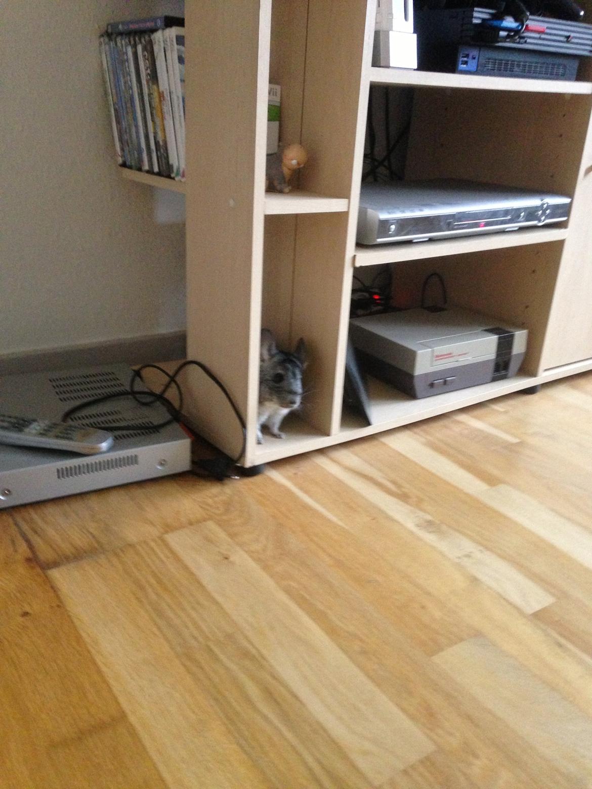 Chinchilla Otkjærs Sofus billede 14