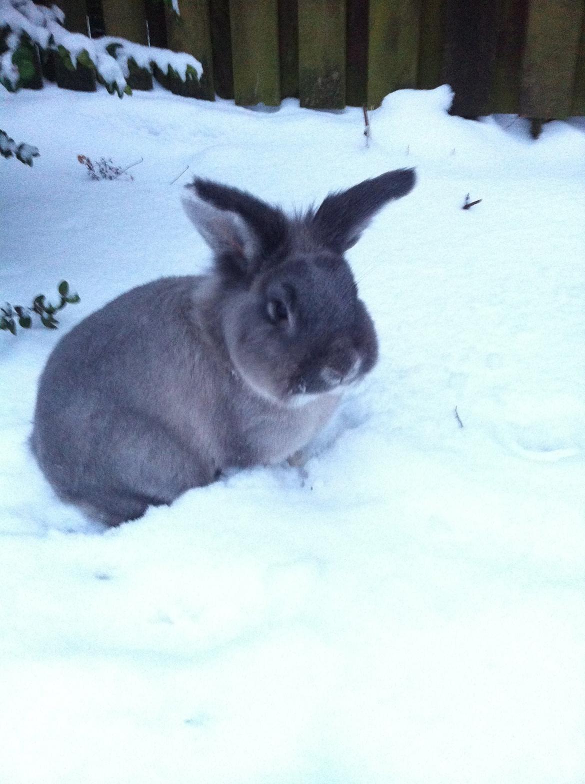 Kanin Pjuske billede 2