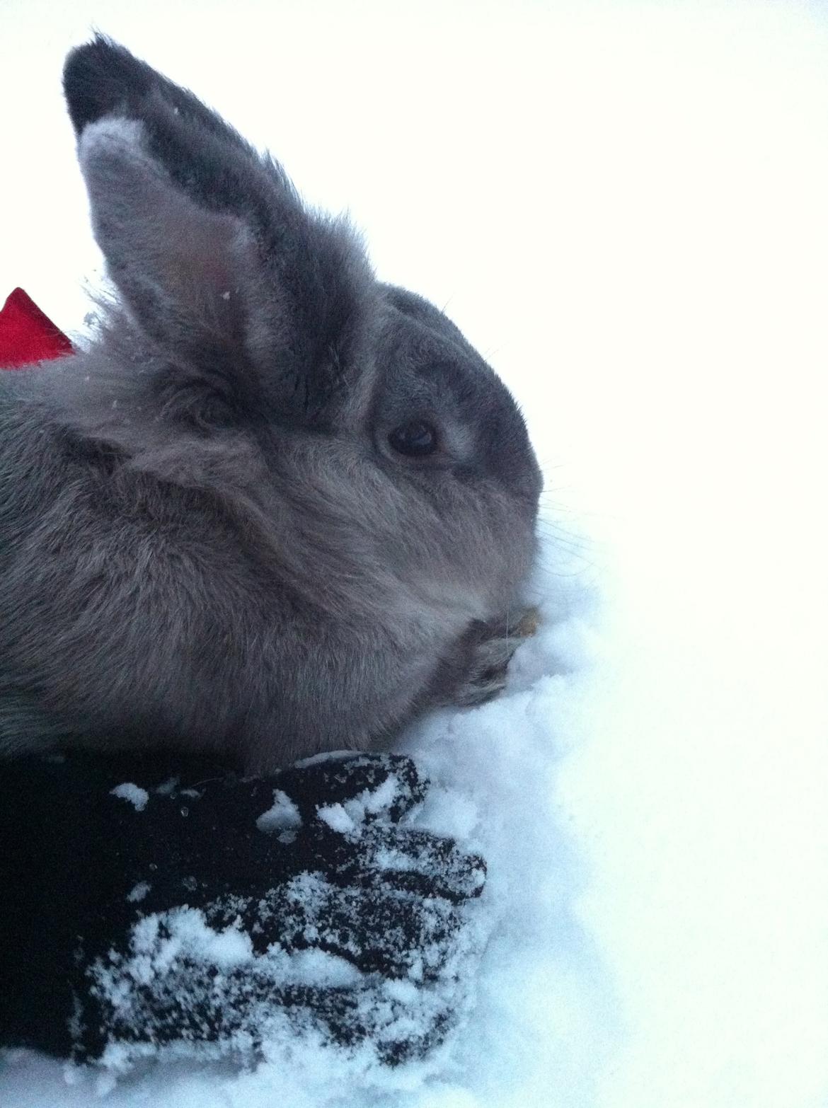 Kanin Pjuske billede 9