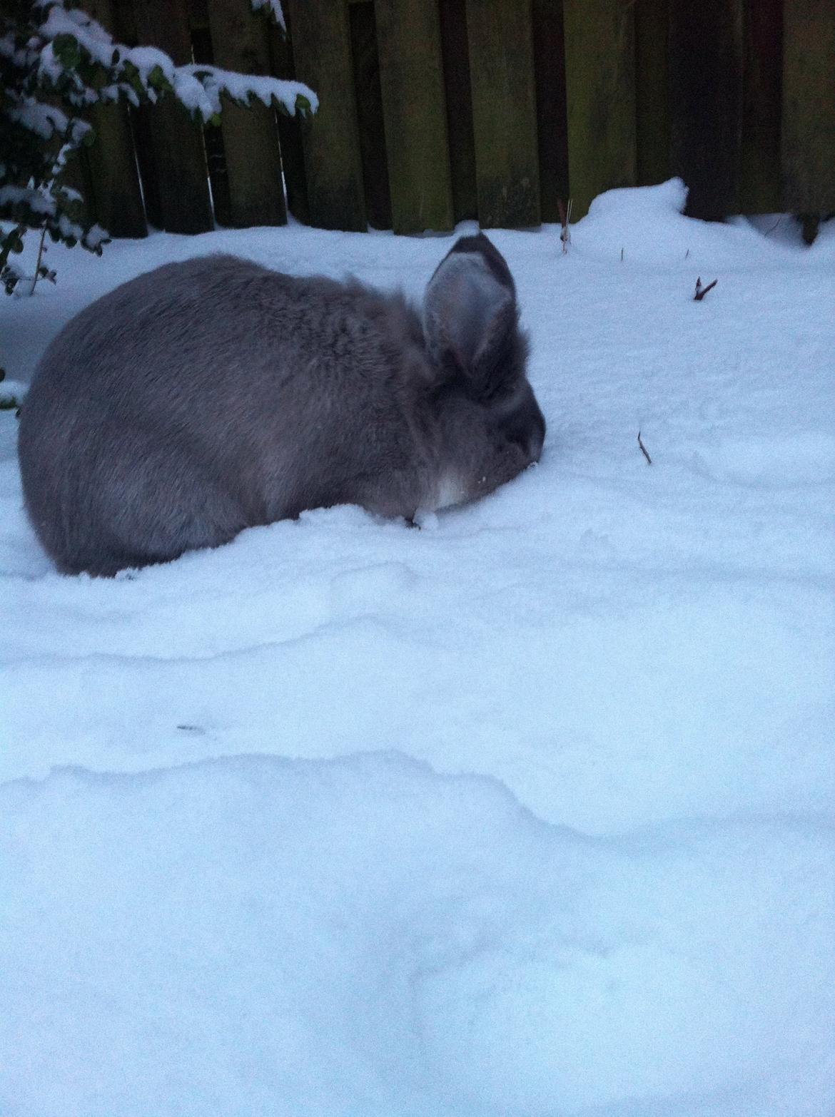 Kanin Pjuske billede 8