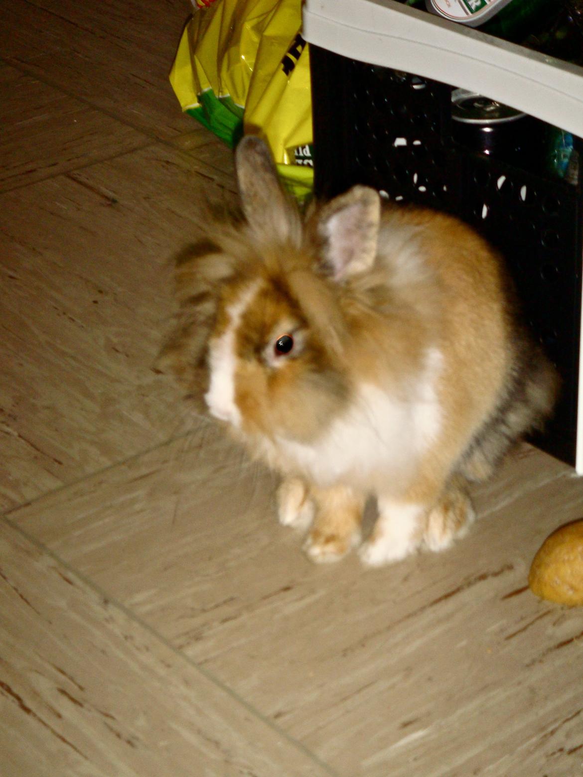 Kanin Bailey billede 2