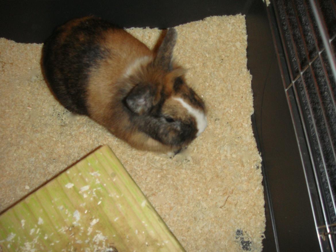 Kanin Bailey billede 3