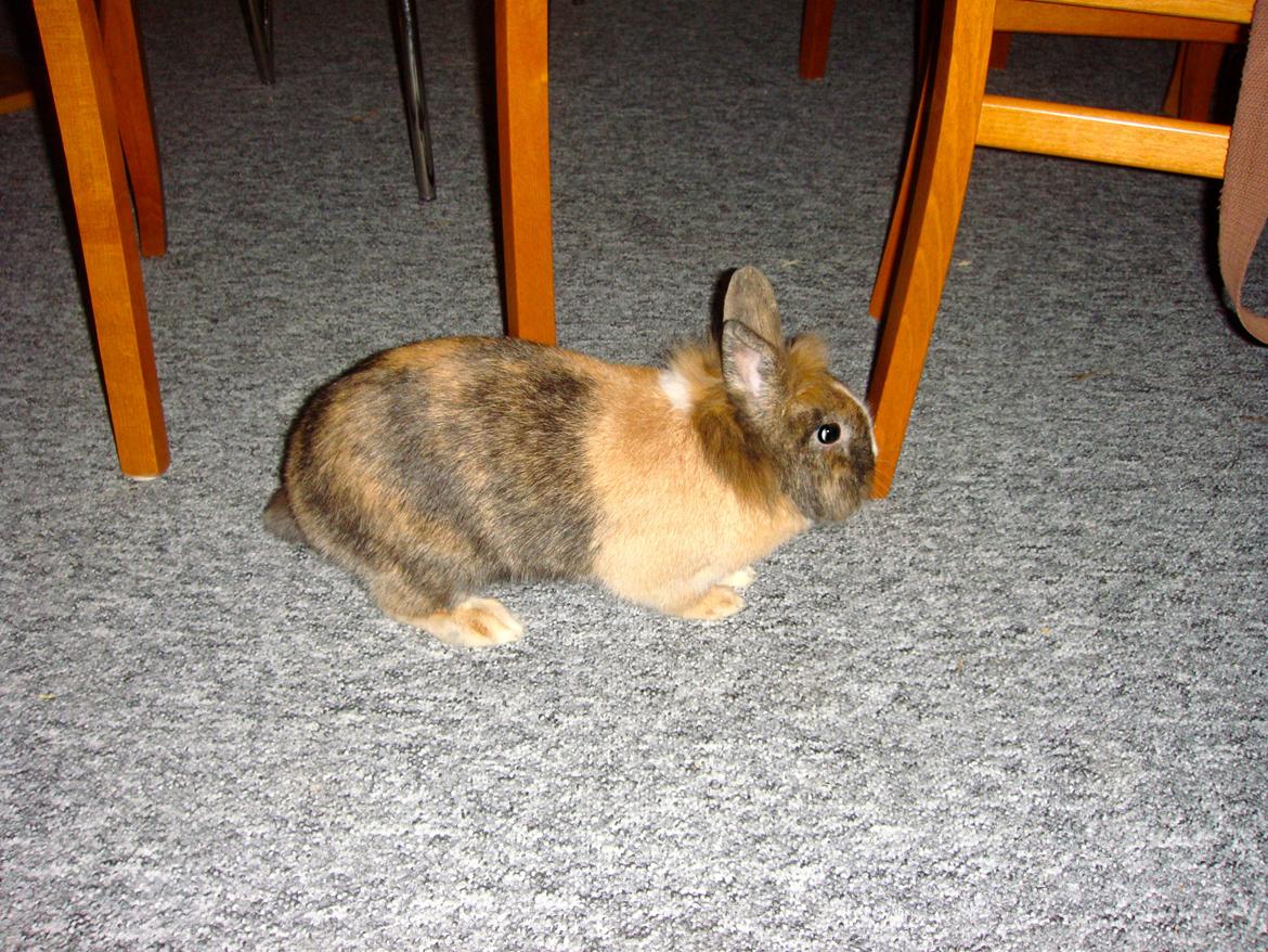 Kanin Bailey billede 4