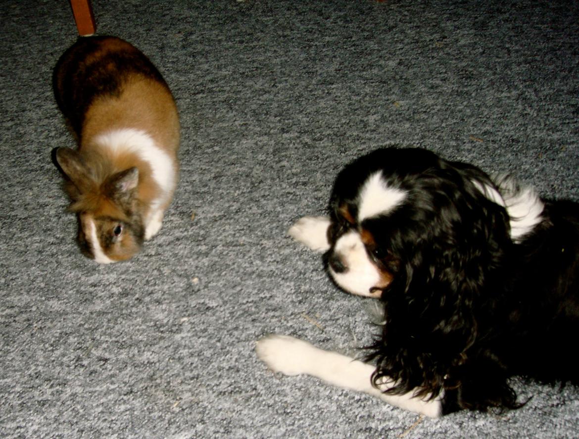 Kanin Bailey billede 5