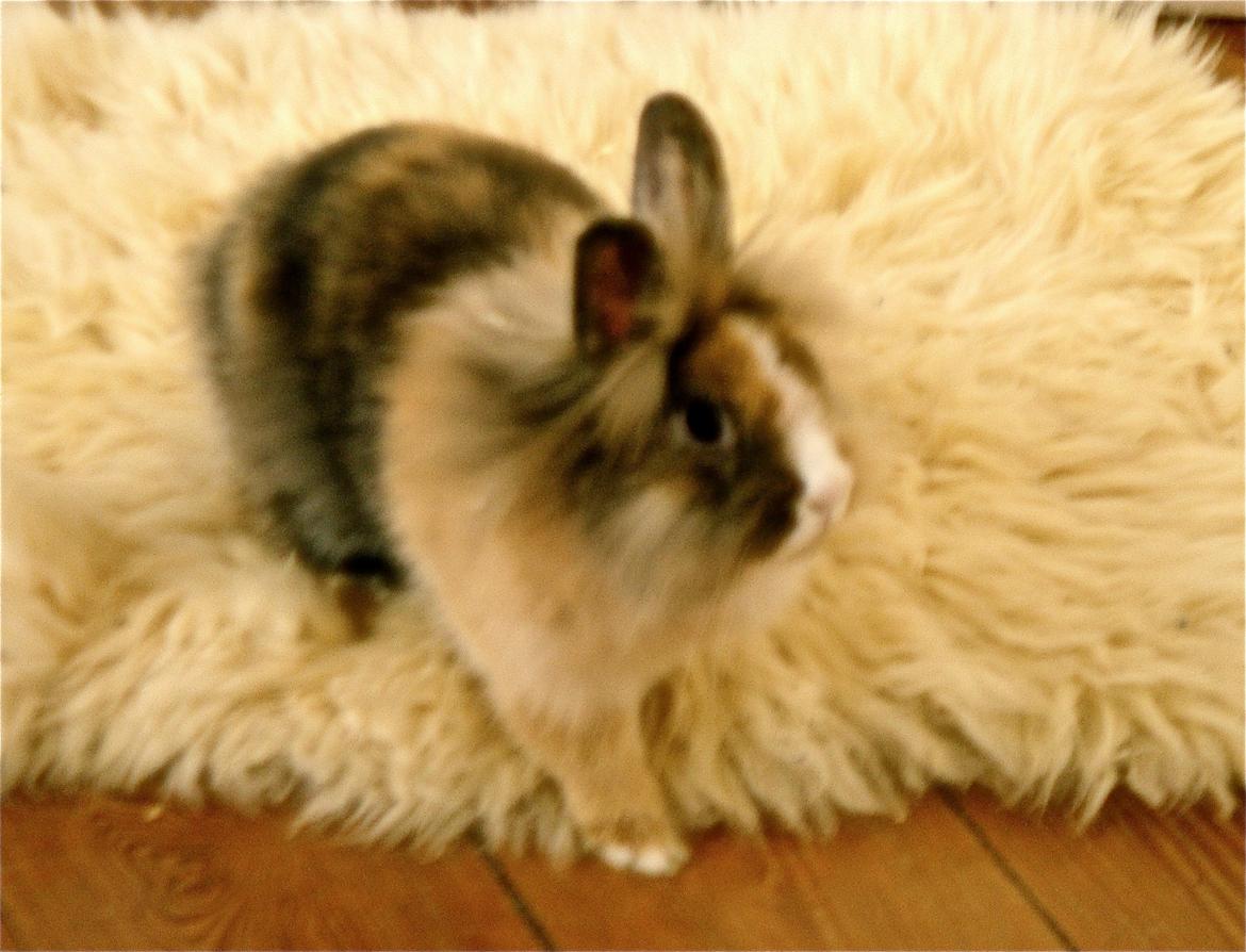 Kanin Bailey billede 1