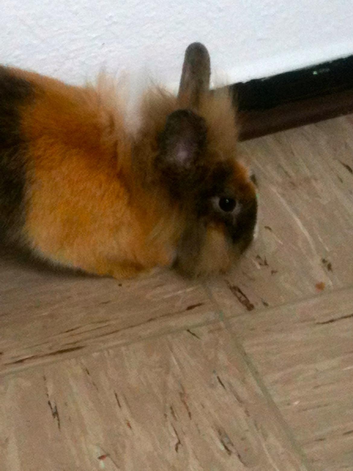 Kanin Bailey billede 6