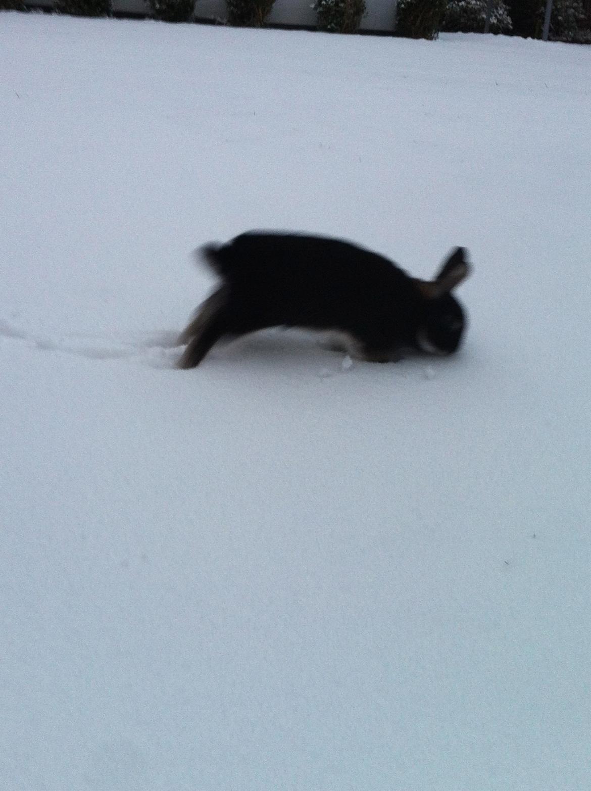 Kanin Viggo billede 7