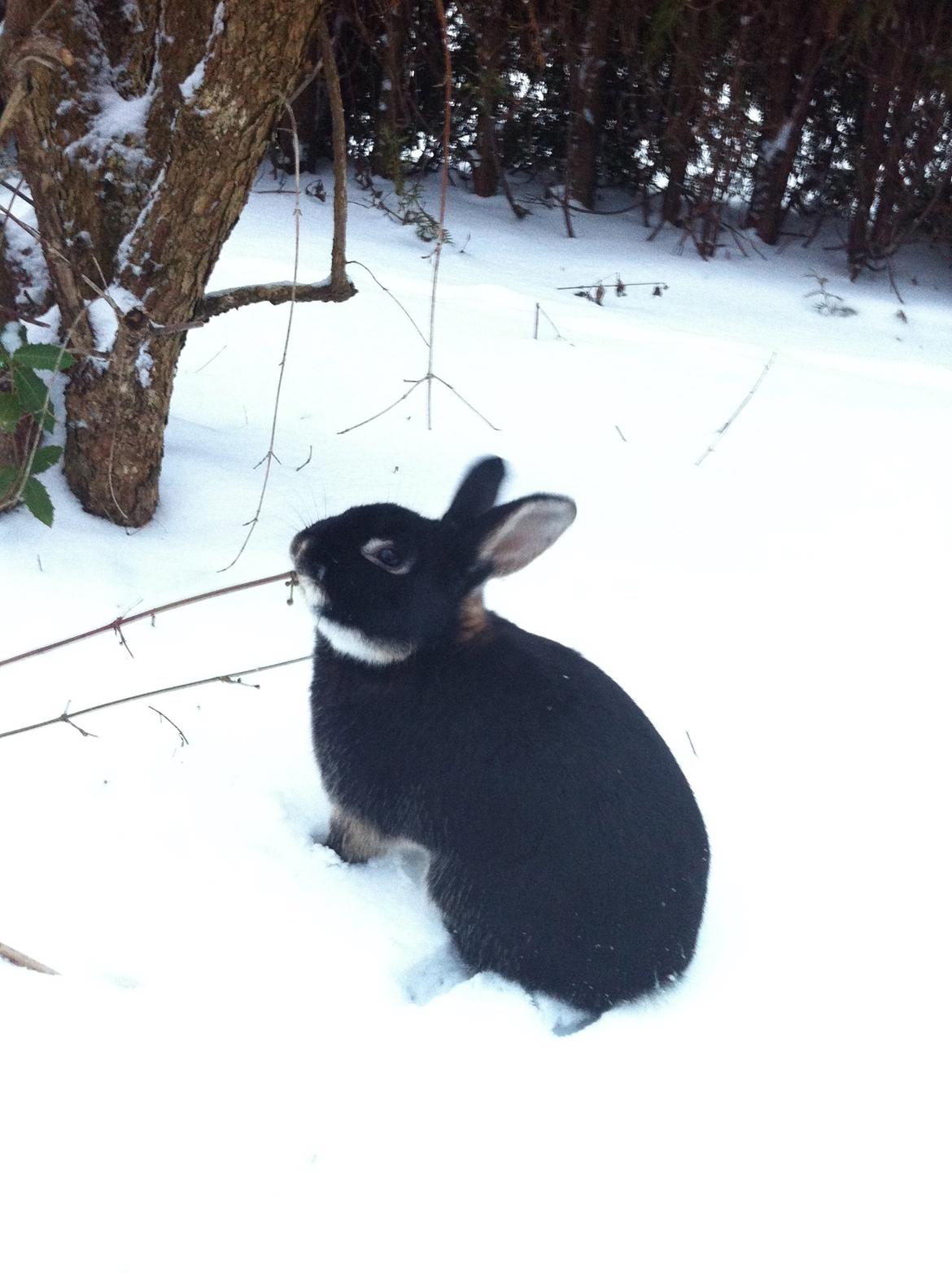 Kanin Viggo billede 8