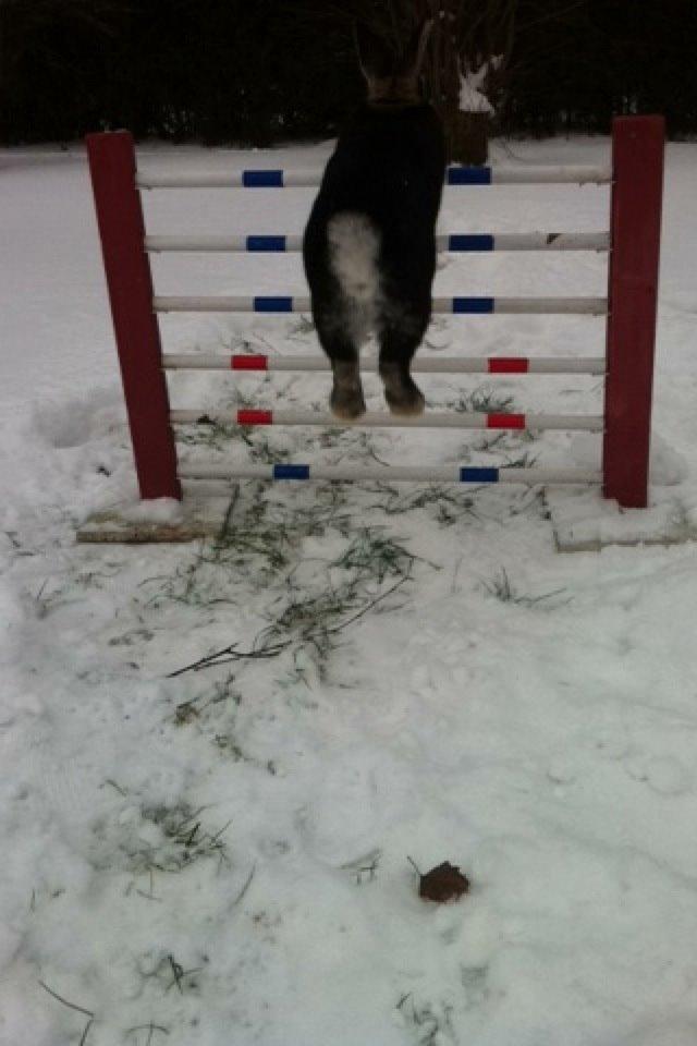 Kanin Viggo - <3 billede 9