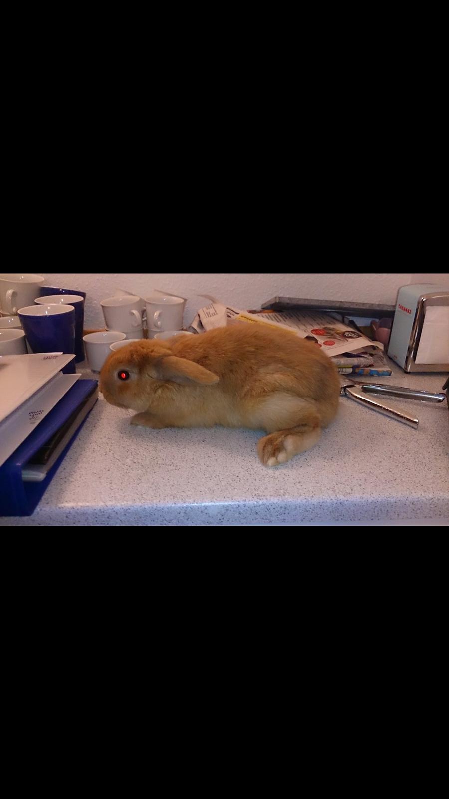 Kanin Beauty's Flying Flame R.I.P billede 14