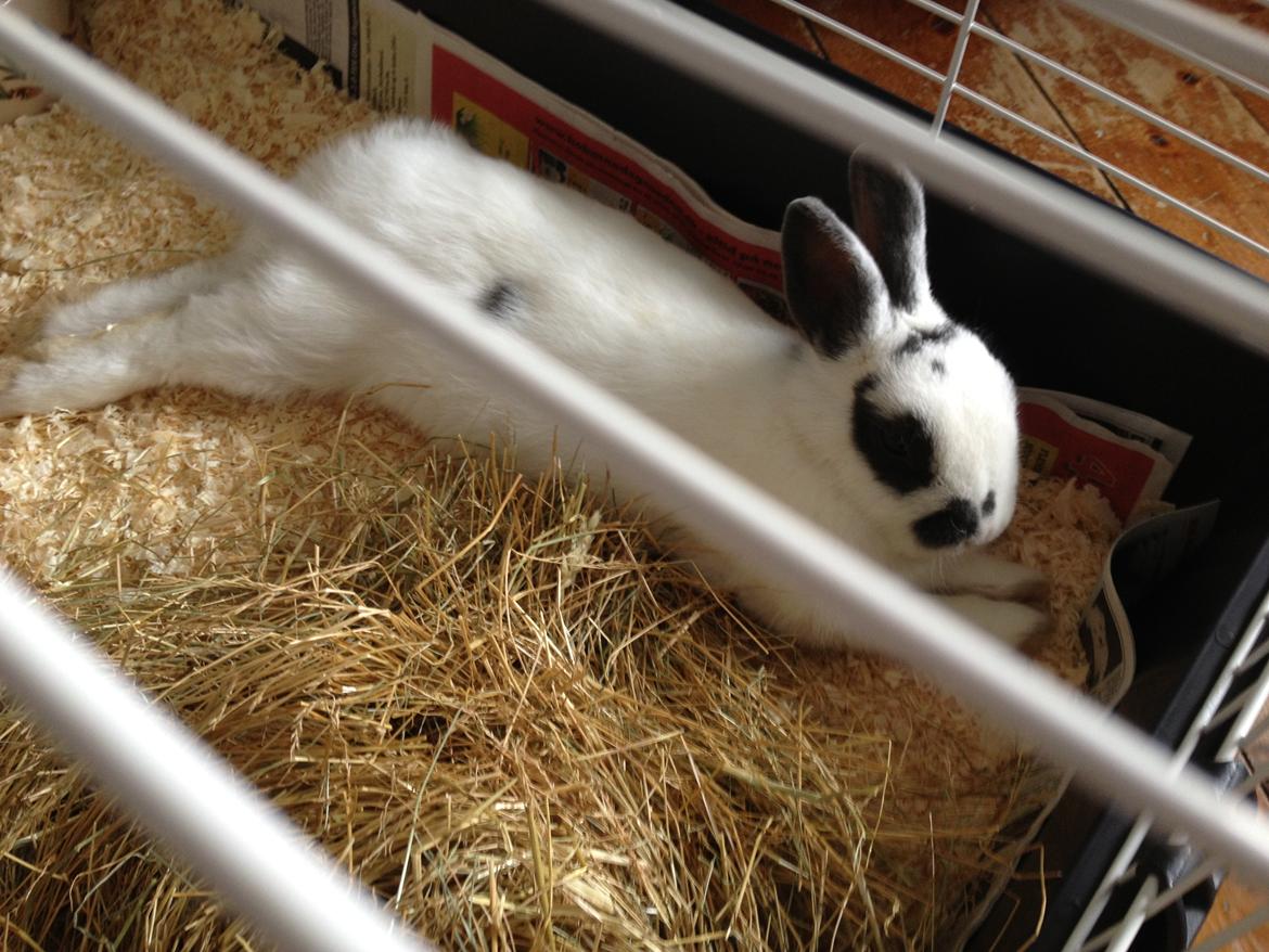 Kanin Ninus - Baby Ninus 13/5-2013 billede 8