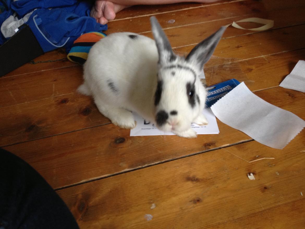 Kanin Ninus - Er lige ankommet til mit nye hjem 13/5-2013 billede 9