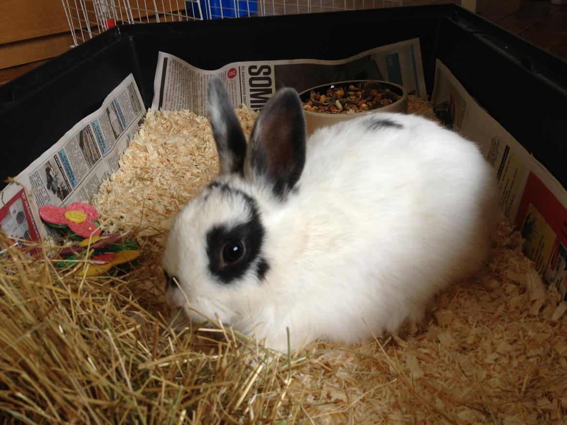 Kanin Ninus billede 10