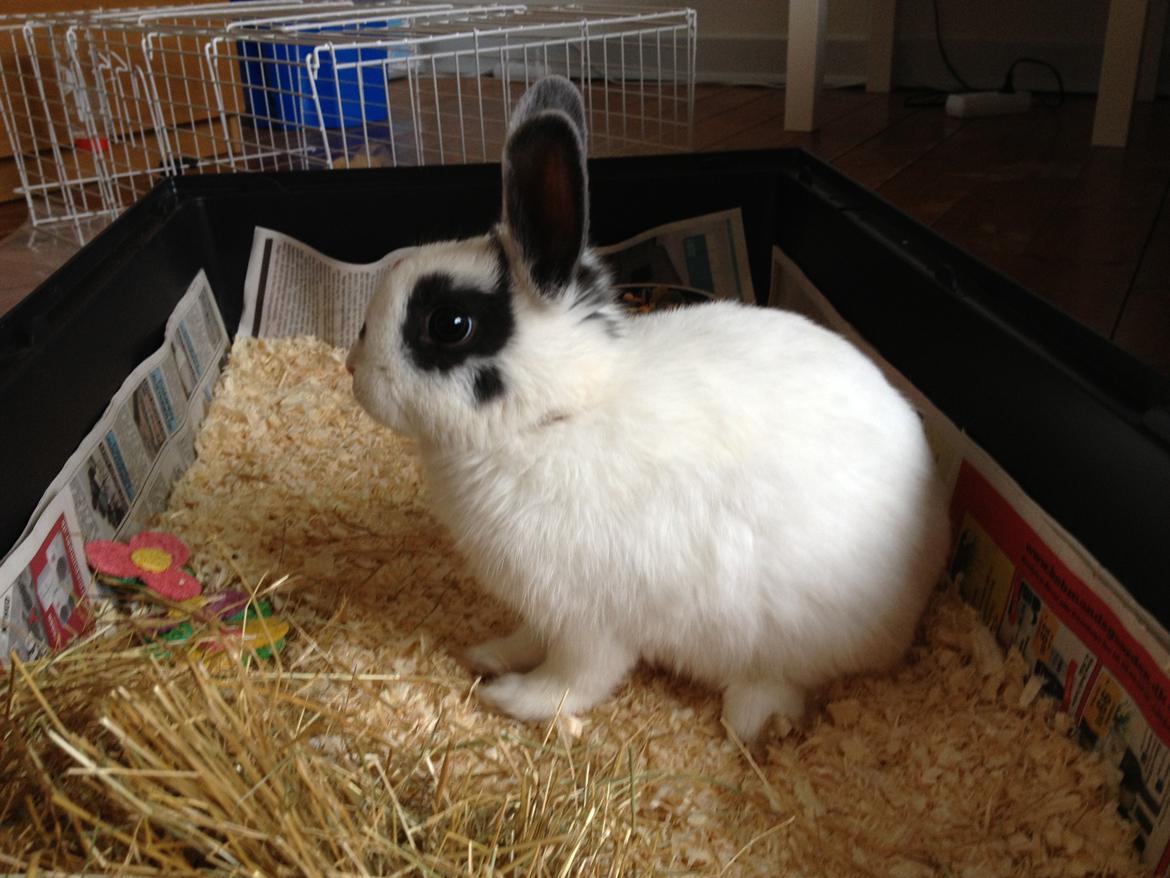 Kanin Ninus - Så lille hun var :-) billede 11