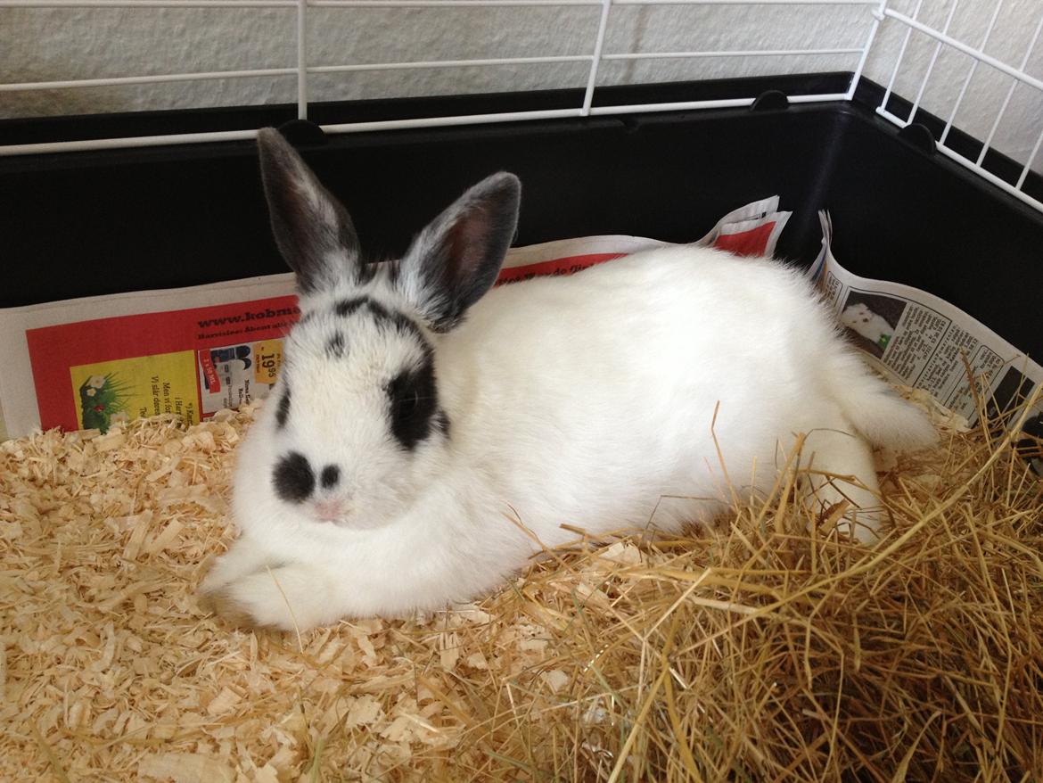 Kanin Ninus - Dejlig med helt rent bur, i et helt nyt hjem :-) 13/5-2013 billede 12