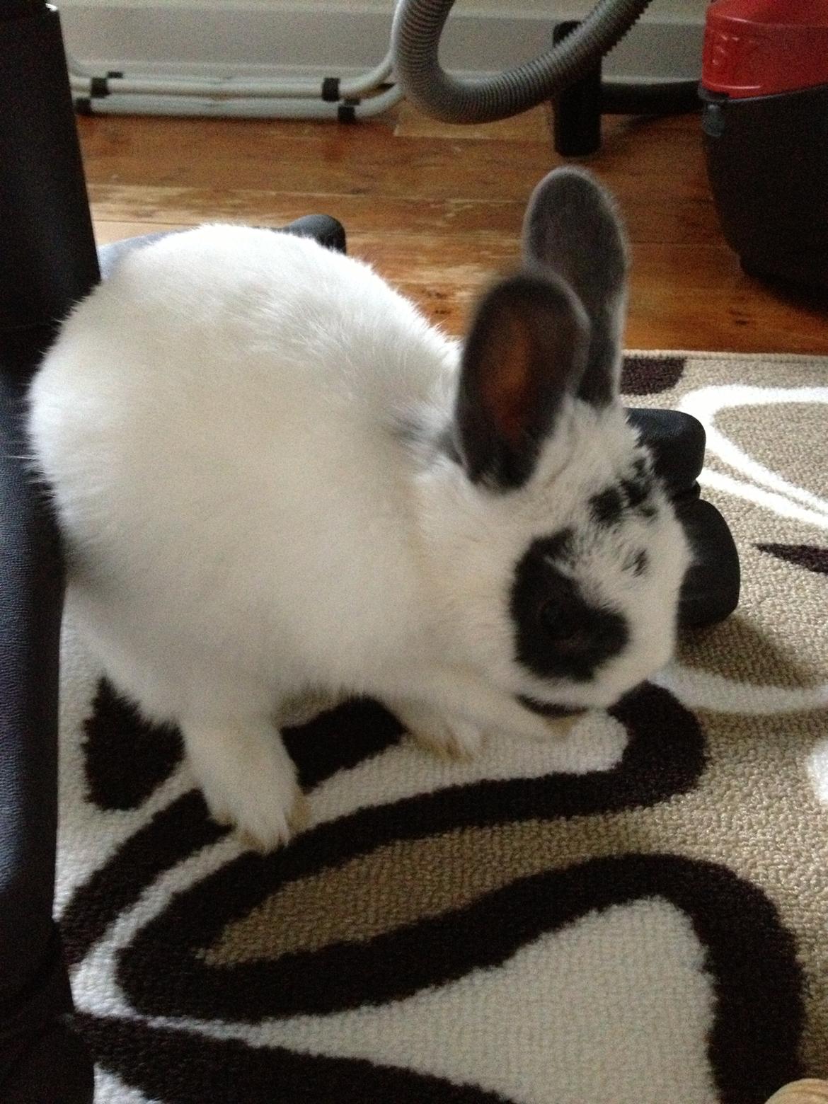 Kanin Ninus - Vaske vaske :-) billede 15