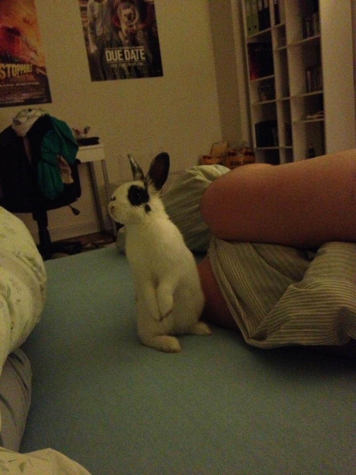 Kanin Ninus billede 16