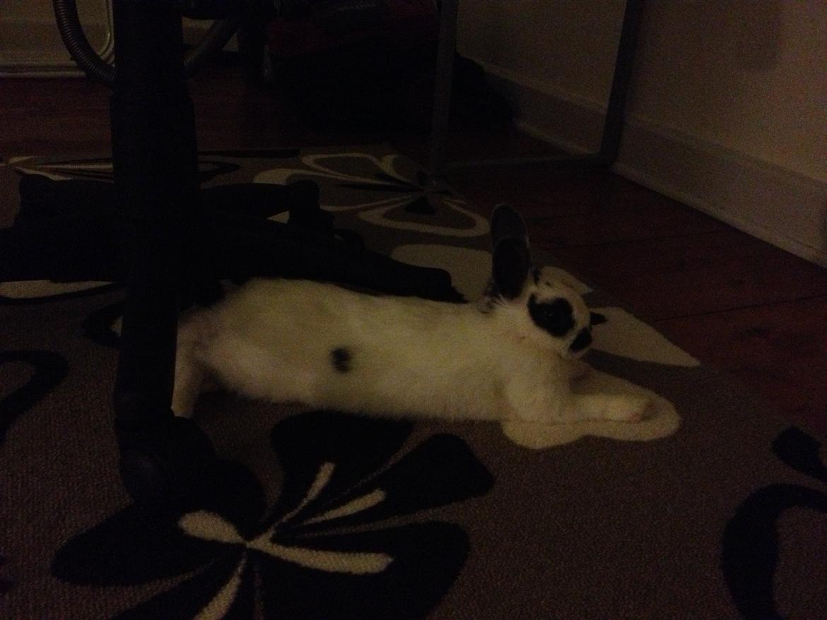 Kanin Ninus - Jeg elsker at putte her :-) billede 17