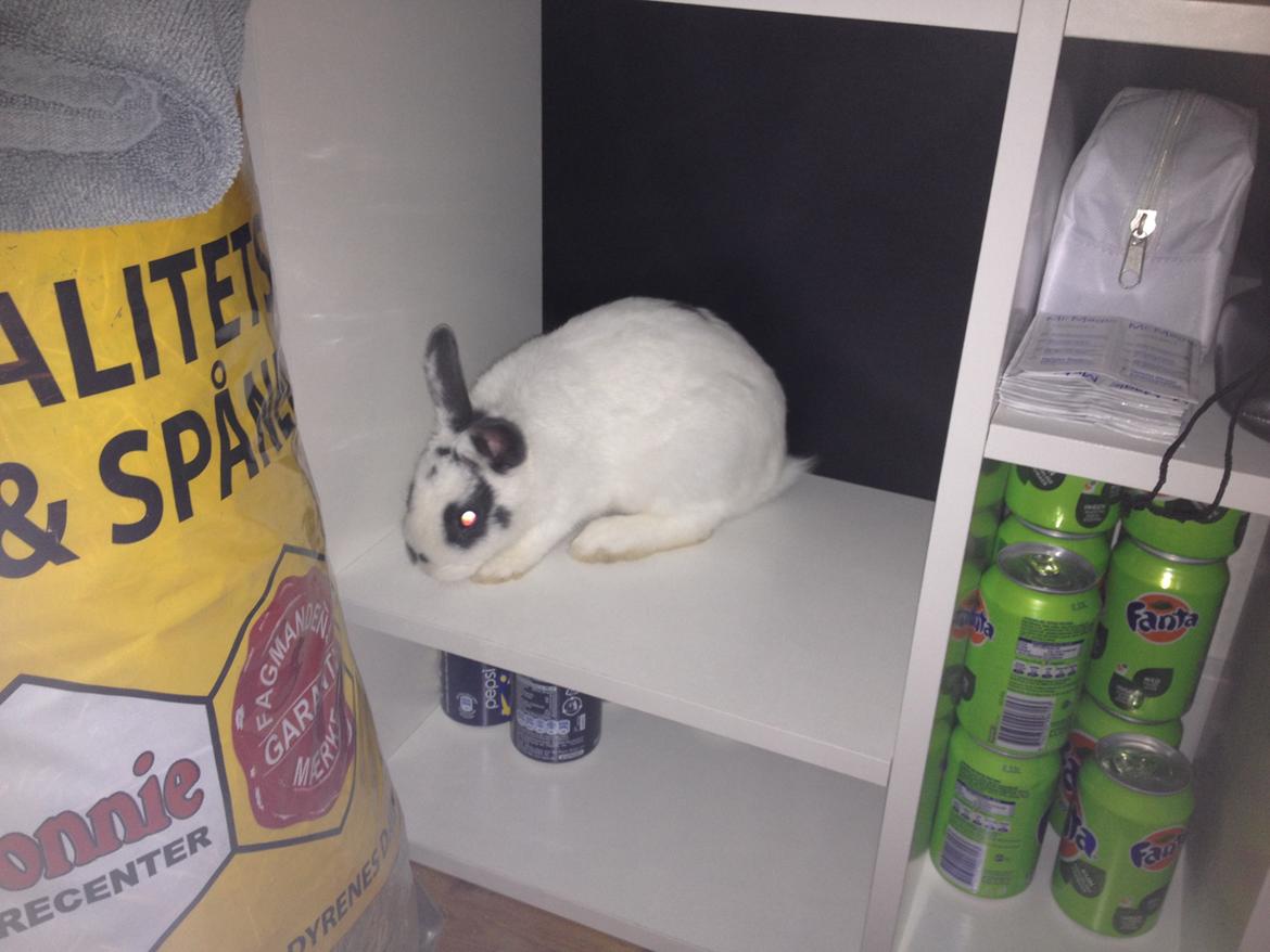 Kanin Ninus - Hovsa, jeg er vidst kommet lidt på afveje :-) billede 18