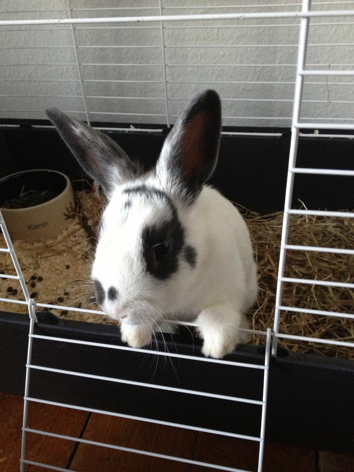 Kanin Ninus - Mm, hvad var det for nogle lækkerier du havde der mor? :-) billede 19