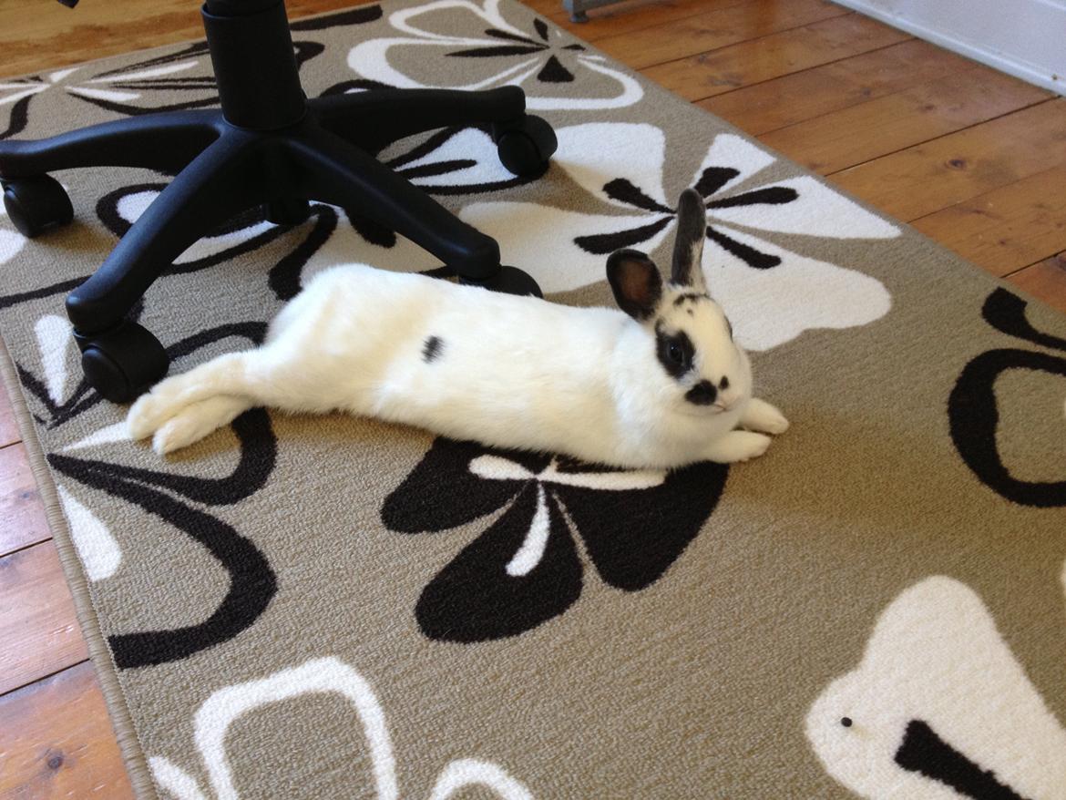 Kanin Ninus billede 21