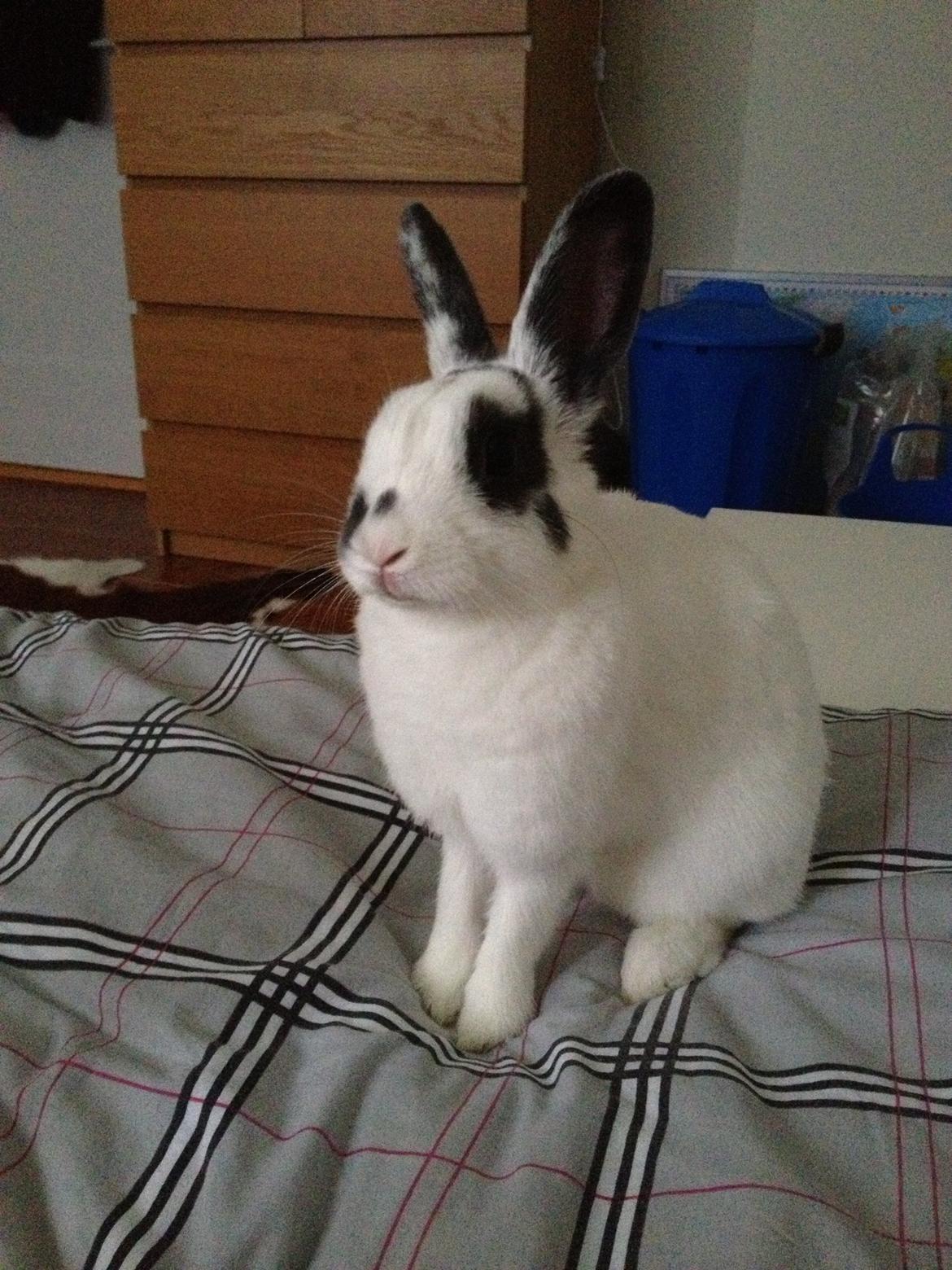 Kanin Ninus billede 23