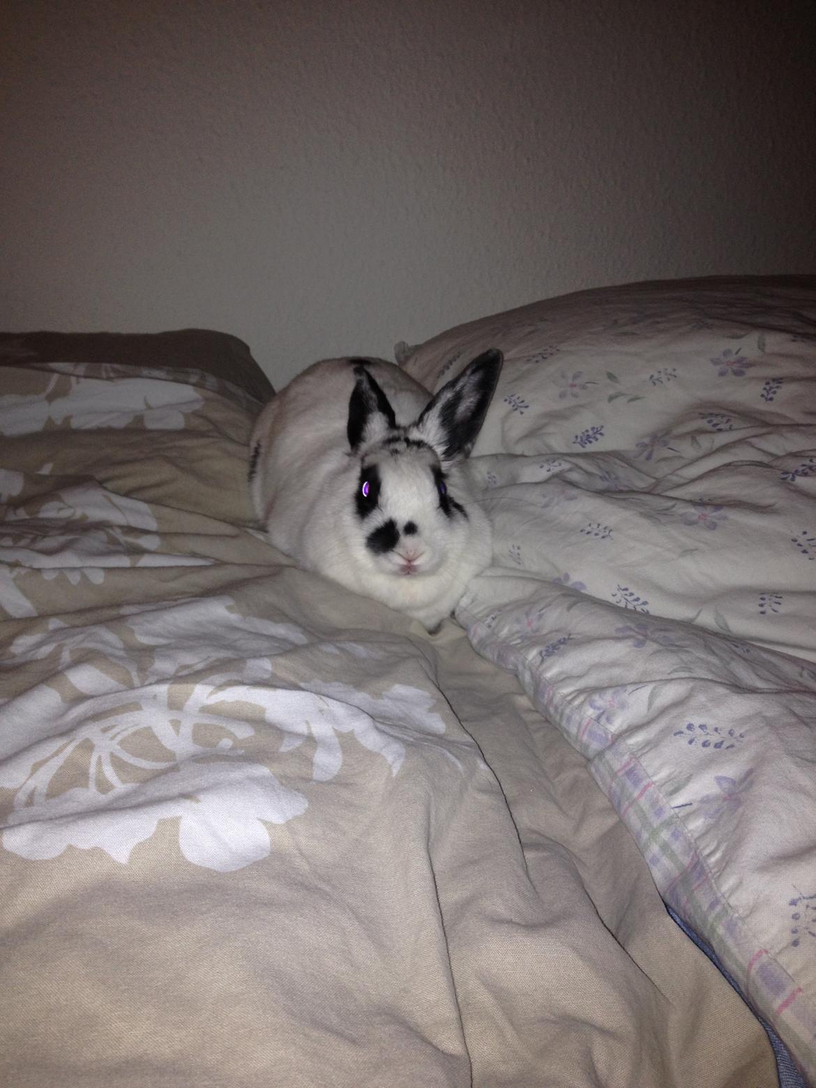 Kanin Ninus - Dejligt at putte i mor og far's seng :-) billede 25