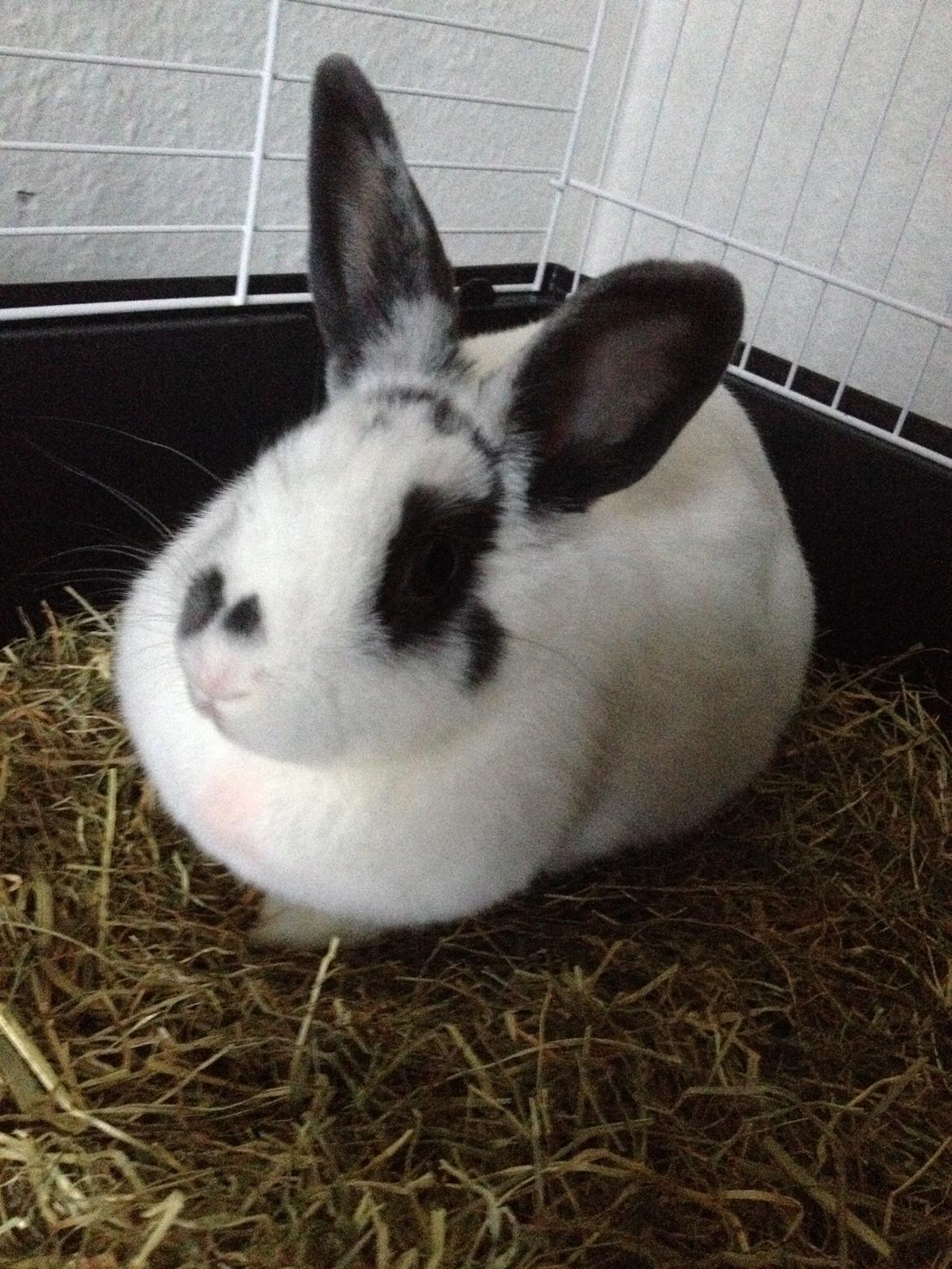 Kanin Ninus billede 26